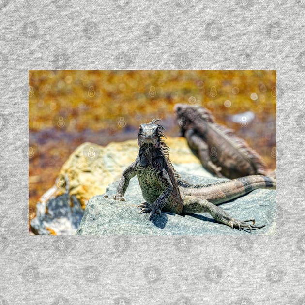 Iguanas Sunning on Rocks in St. Thomas by jillnightingale